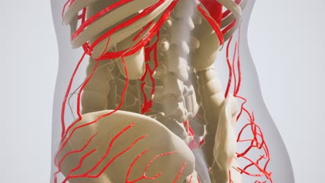 Ciencia-Anatomía-De-Los-Vasos-Sanguíneos-Humanos