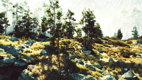 majestic forest landscape showcasing rocks and greenery in soft morning light