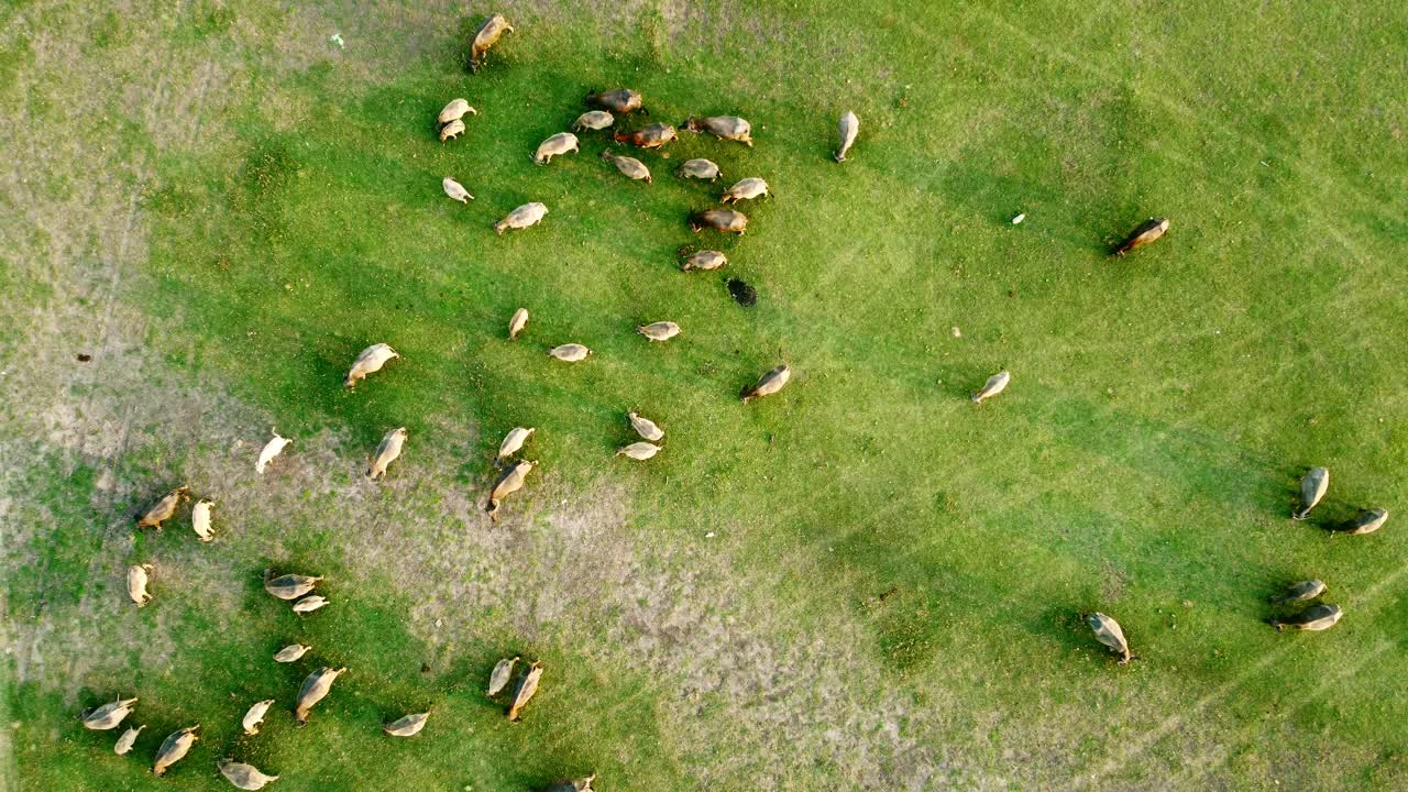 풀 ⁇  에서 사육 하는 물 버팔로  ⁇  의 공중 조망 드론