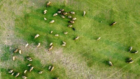 Drone-De-Vista-Aérea-De-Una-Manada-De-Búfalos-De-Agua-Pastando-En-Un-Campo-De-Hierba