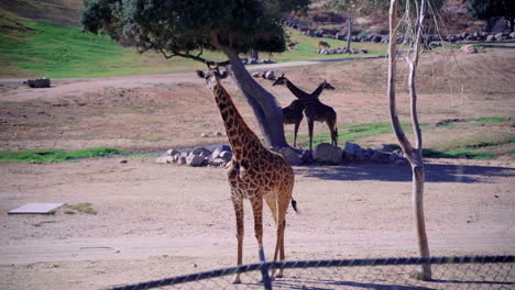 A-young-giraffe-looking-around-while-chewing-its-food