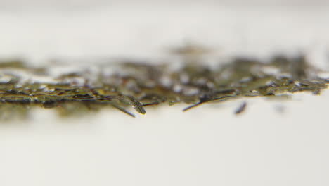 green tea leaves falling in water in 100 fps