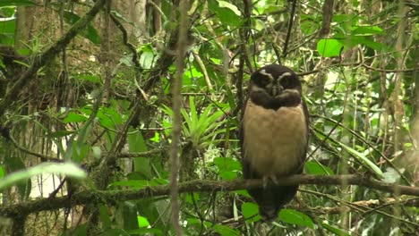 spectacled owl in the amazon rainforest