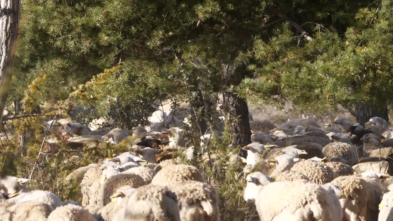 Flock of sheep walks among trees. Back view and slow-motion