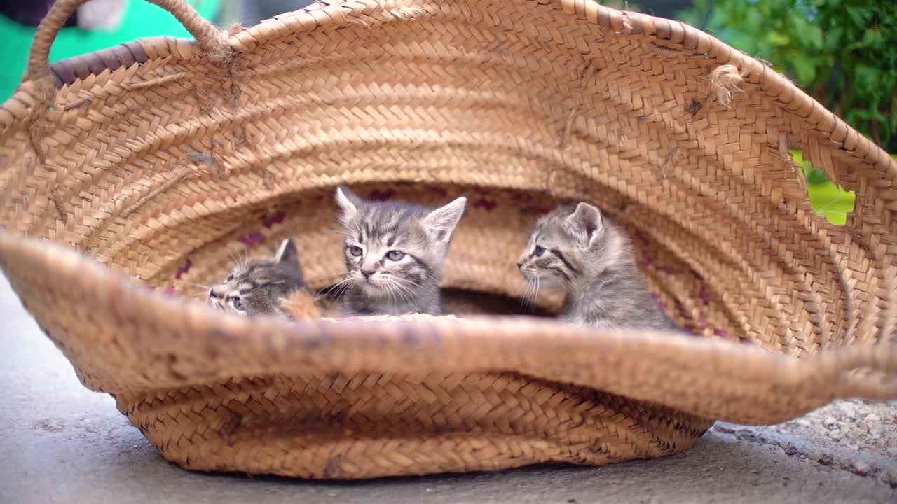Adorabili cuccioli di gatto in un cesto che imparano a camminare all'aperto.