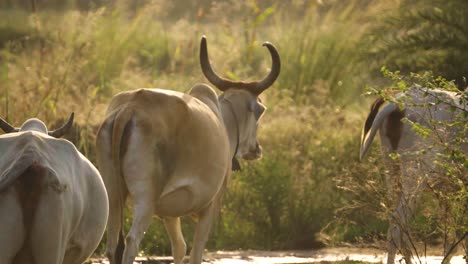 closeup shot of cows moving in a heard on a rural pathway in a village of india