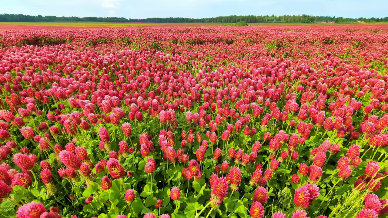 Profile view of red clover field looking beautiful in Latvia on a windy day.