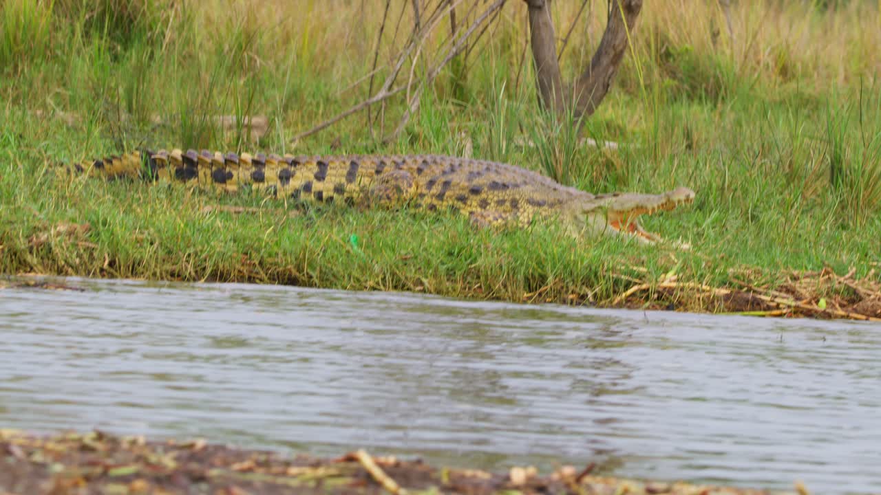 Coccodrillo del Nilo a riposo vicino al fiume nel Parco nazionale delle Cascate Murchison, Uganda - scatto a mano libera