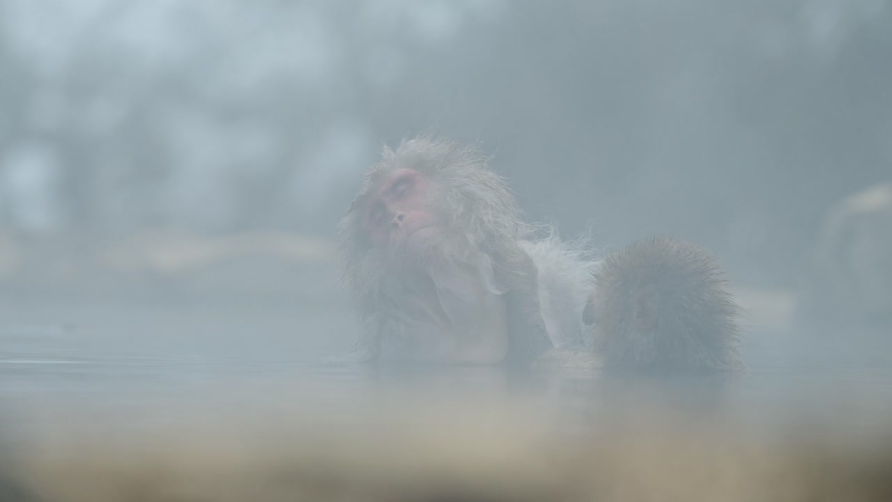 A heartwarming scene unfolds as a baby snow monkey gently grooms its mother in the foggy onsen of Jigokudani, Japan.