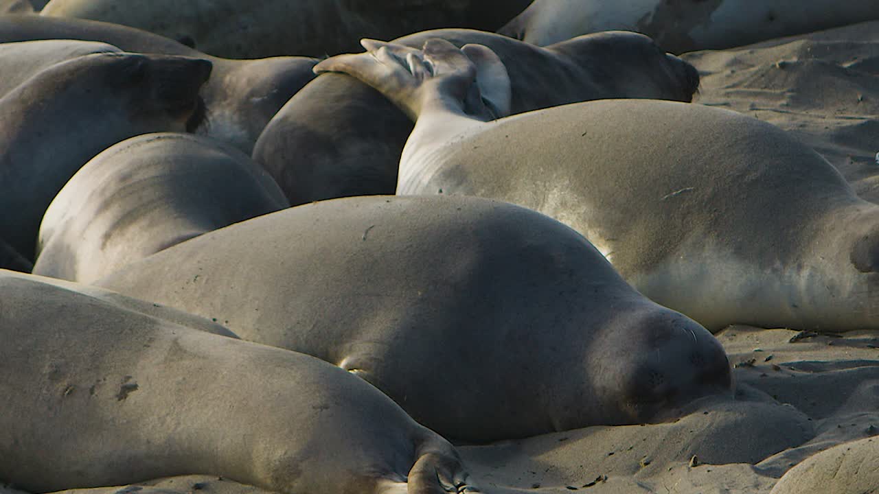 Sea lions playfully toss sand on the beach.