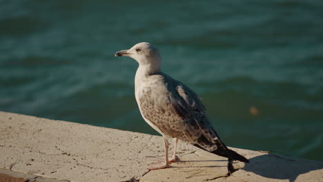 a seagull on the venetian shore
