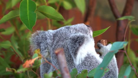 little fluffy joey koala, phascolarctos cinereus non-stop munching on fresh eucalyptus leaves on top of the tree, wildlife close up shot