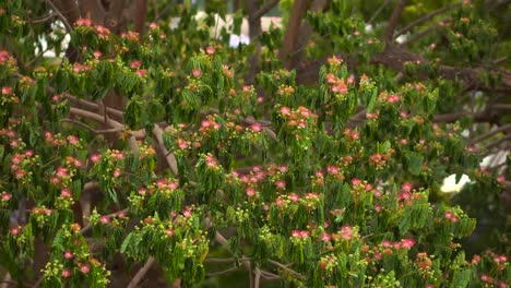 flowers blooming in the trees in india during summer season