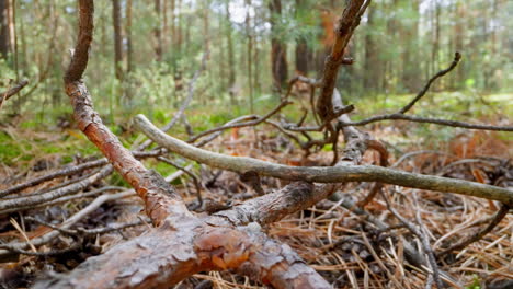 Large old pine tree branch and sticks on dry needles