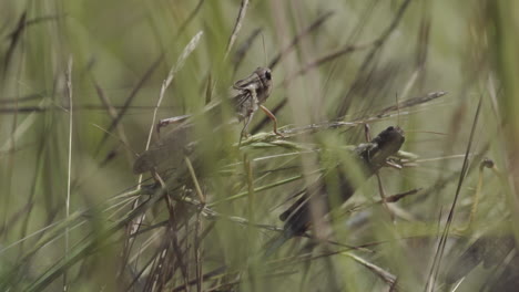 two locusts sitting on blades of grass, several small movements, medium close shot