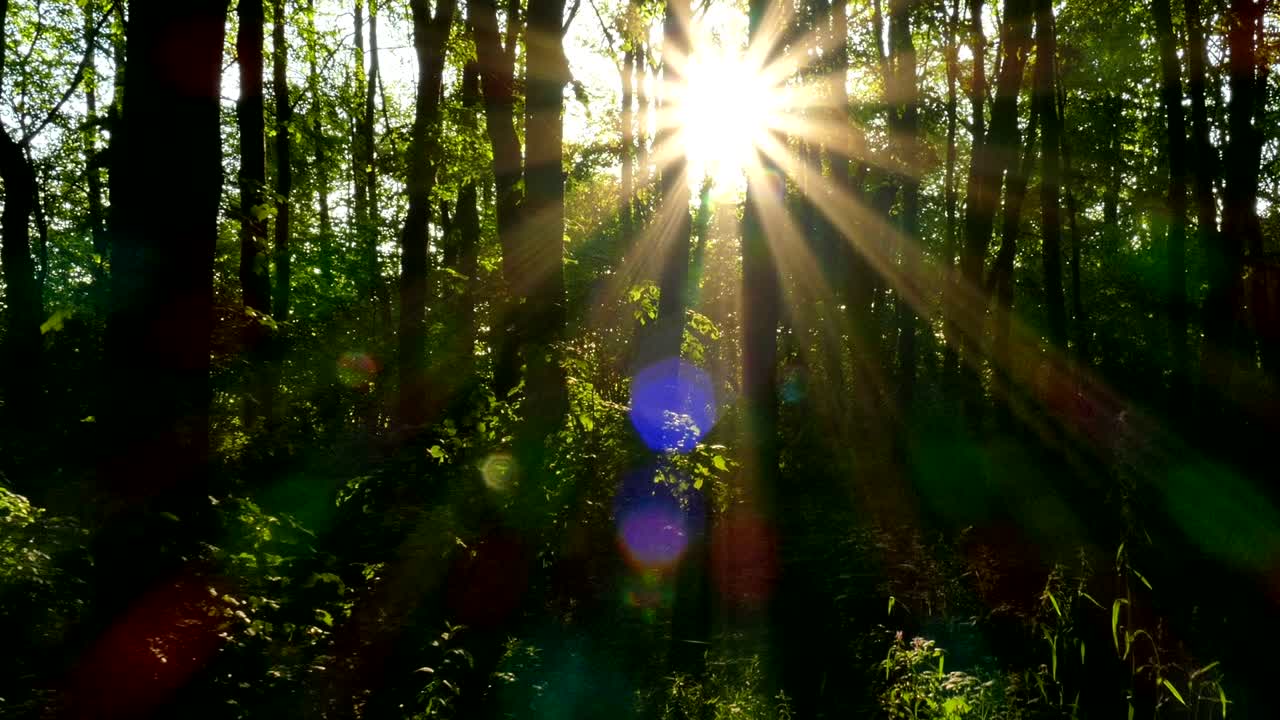 4к. древесина с солнечными лучами.