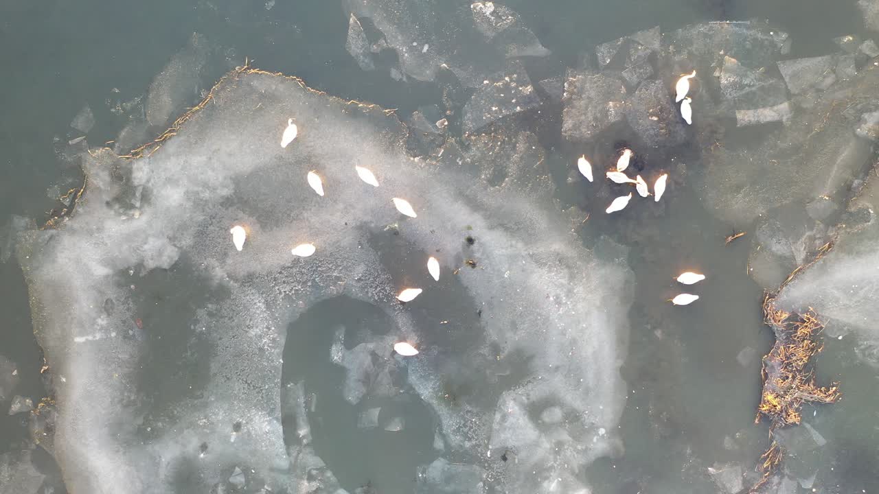 얼음 위의 백조