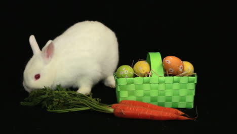 conejo blanco olfateando alrededor de una zanahoria y una canasta de huevos de pascua