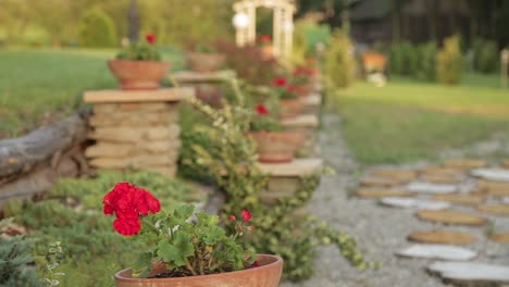 red flowers in pots surrounded by rock ornaments