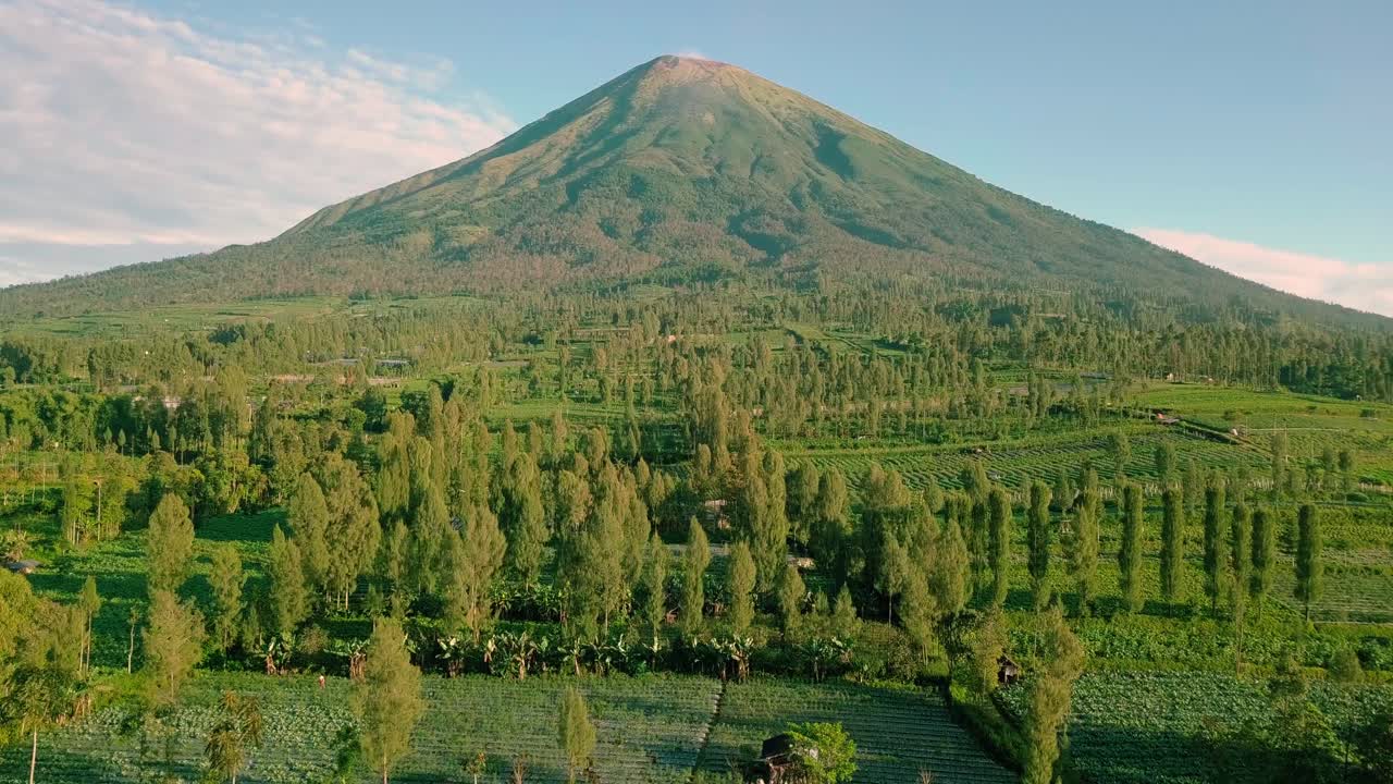 vuelo aéreo hacia adelante sobre vegetación con plantación y monte sindoro en segundo plano durante la luz del sol - wonosobo, indonesia