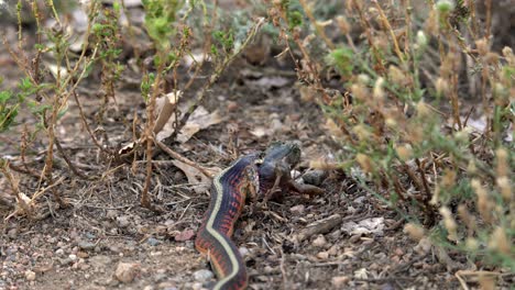 Serpiente-De-Liga-Que-Intenta-Tragar-A-Su-Presa