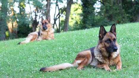 two german shepherd dogs laying calmly on a grassy field looking around