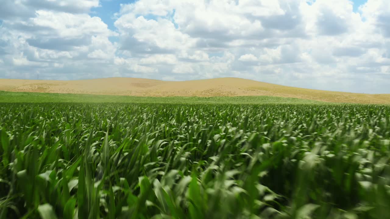 Drone voando sobre um campo de milho