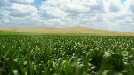 Drone-Volando-Sobre-Un-Campo-De-Maíz