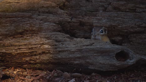 a chipmunk hides in a log and quickly peeks out toward the camera