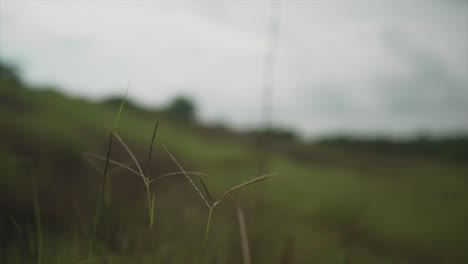 印度一座由自然所包圍的農村山坡前景中,從一個孤獨的雜草<unk>出到野草的葉片.