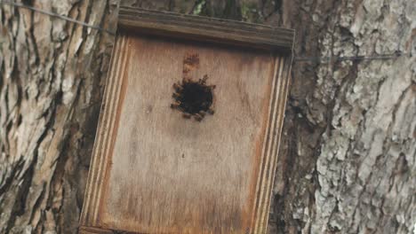 a bee hotel, insect hotel on the tree ,