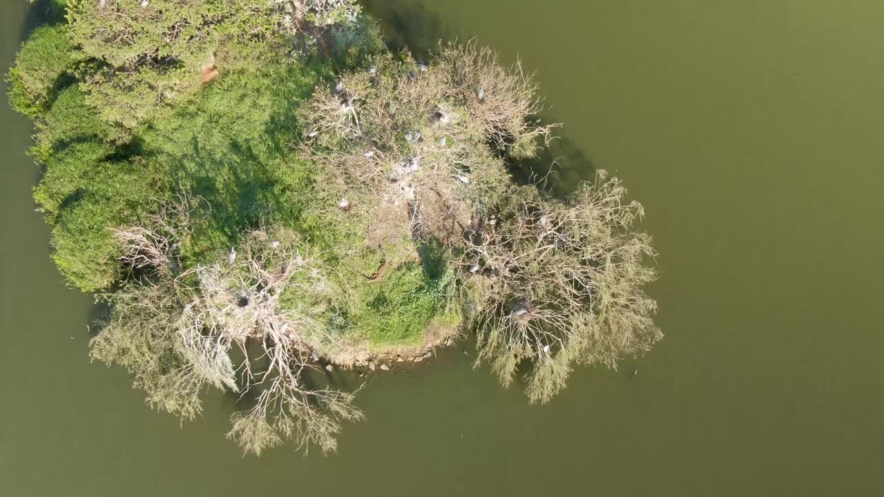 Drone aerial of a giant water lizard on a bird island