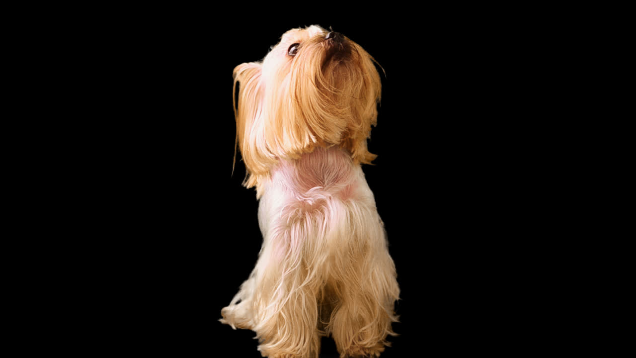 Yorkshire terrier. Canale alfa incluso.
