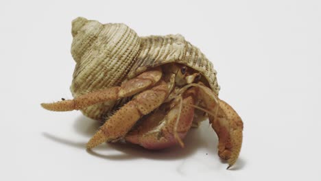 hermit crab on white surface looking around