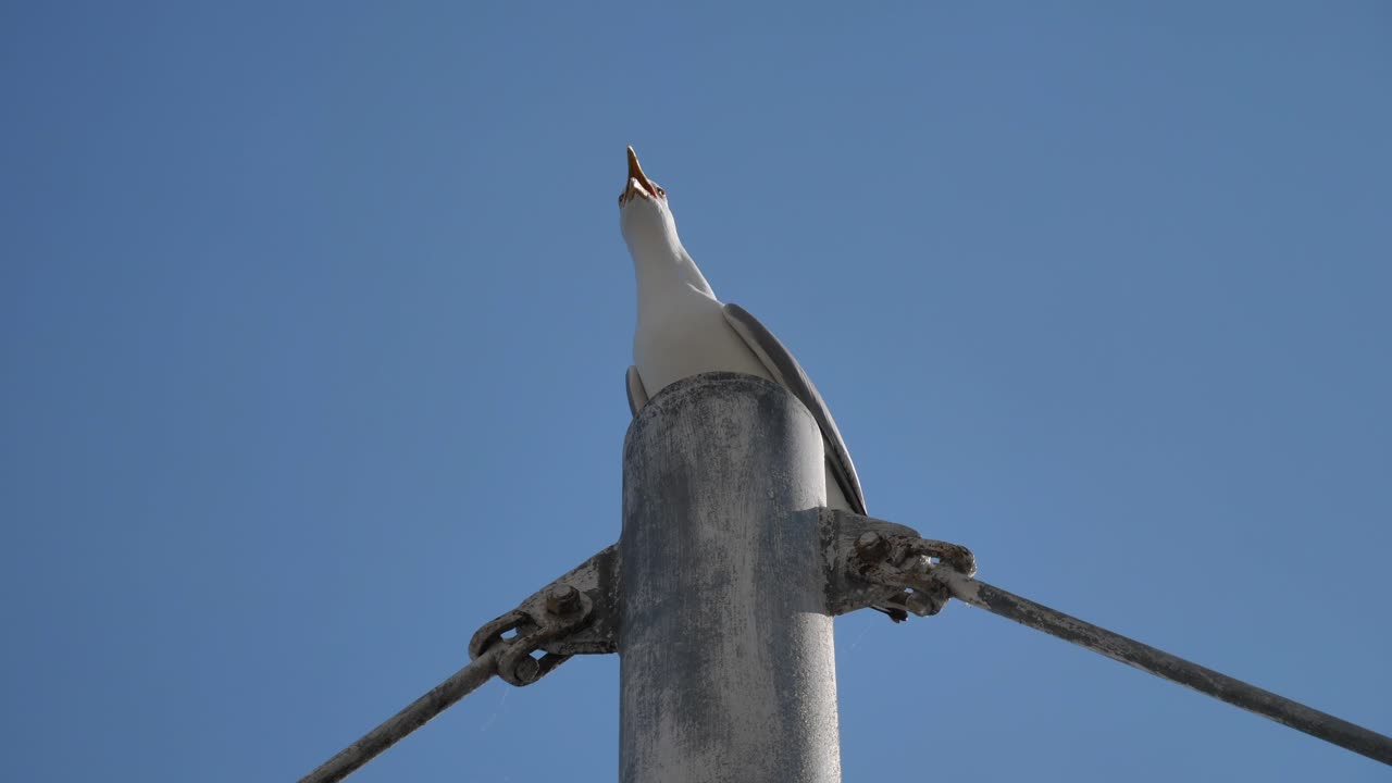 gaviota en la parte superior del poste en el sol cielo azul al mediodía