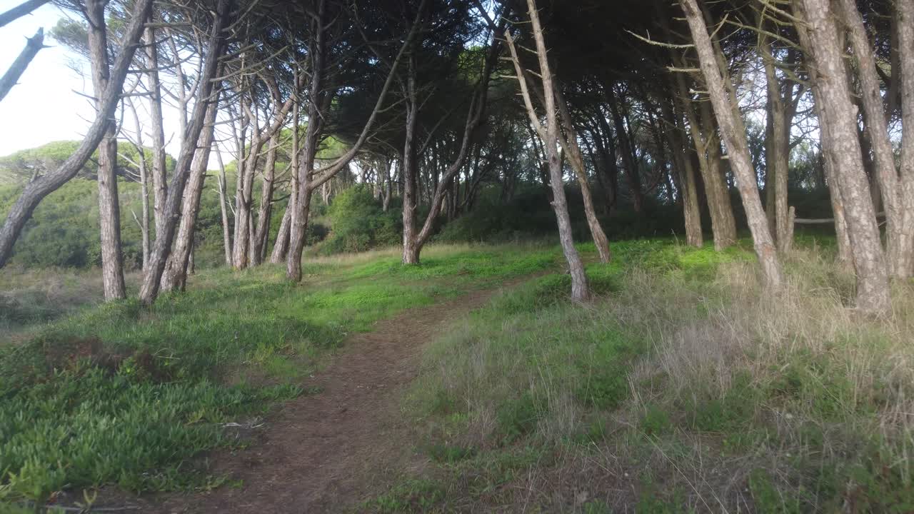 Drone shot flying very low to the ground on a footpath in a forest.