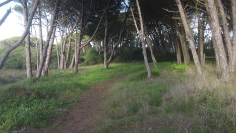 drone shot flying very low to the ground on a footpath in a forest.