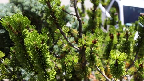 detailed view of pine tree branches in sunlight