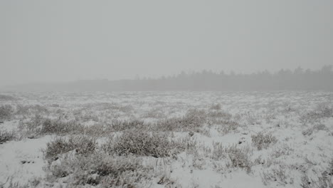 Swamp-forest-of-Lithuania-in-the-month-of-March