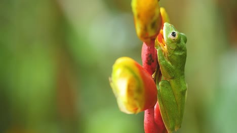 Ein-Malabar-Gleitfroschmännchen-Sitzt-Tagsüber-Versteckt-Auf-Einer-Heliconia-Blume,-Während-Es-Sich-Ausruht,-Um-Nachts-In-Den-Westlichen-Ghats-Indiens,-Amboli,-Immergrünen-Wäldern-Aktiv-Zu-Sein