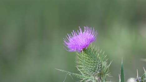 extreme close up shot of an isolated spear thistle moving with the wind