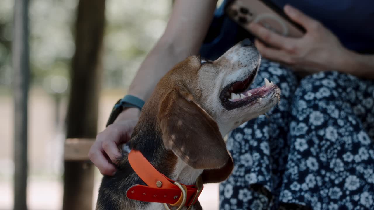 Close-up ao ar livre em um parque para cachorros de um beagle sendo acariciado, com a língua para fora e babando levemente. Folhas secas e grama grudam em sua mandíbula devido à exploração anterior, capturando um momento feliz e divertido