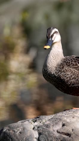 a duck standing still on a rock outdoors