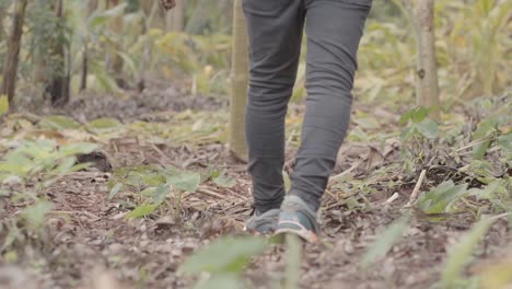granjero local vestido con pantalones grises oscuros y camiseta gris caminando a través de las hojas y raíces de plátanos y otros cultivos cosechados previamente
