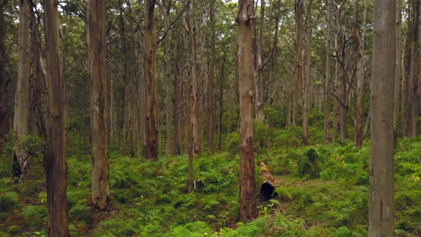 australia boranup forest drive cinematic green perth western australia beautiful peaceful drone by taylor brant film