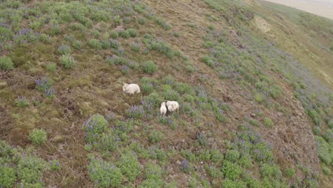 a trio of sheep resting among the lupines on an open field in a rocky mountainside of south iceland - orbiting drone shot