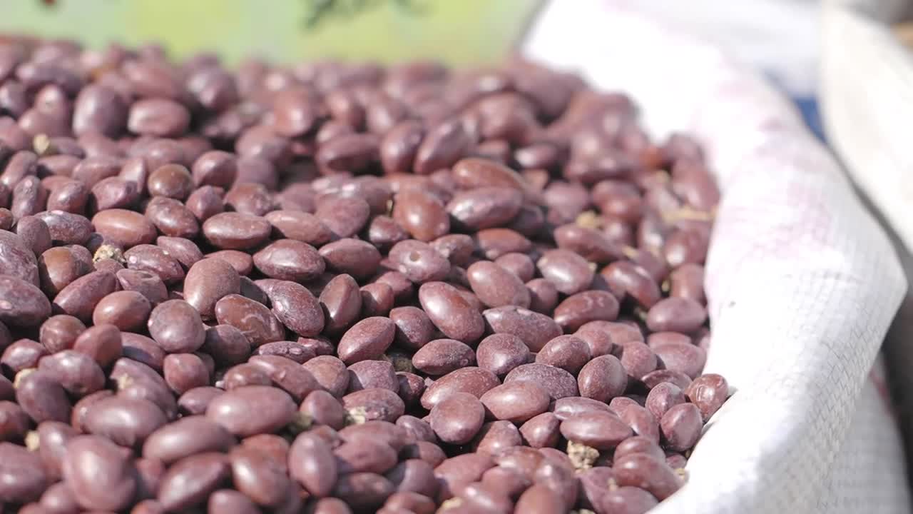 A close-up view of a large pile of reddish-brown beans or seeds