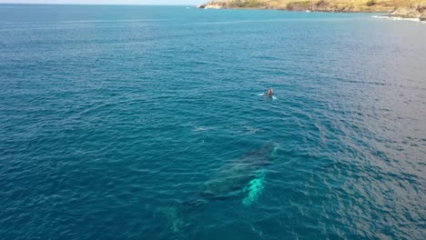 Excelente-Toma-Aérea-De-Ballenas-Jorobadas-Rompiendo-El-Agua-En-Maui,-Hawaii