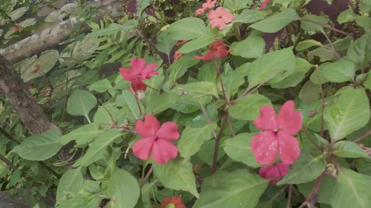 Close-up of Vibrant Pink Flowers and Green Foliage in a Garden