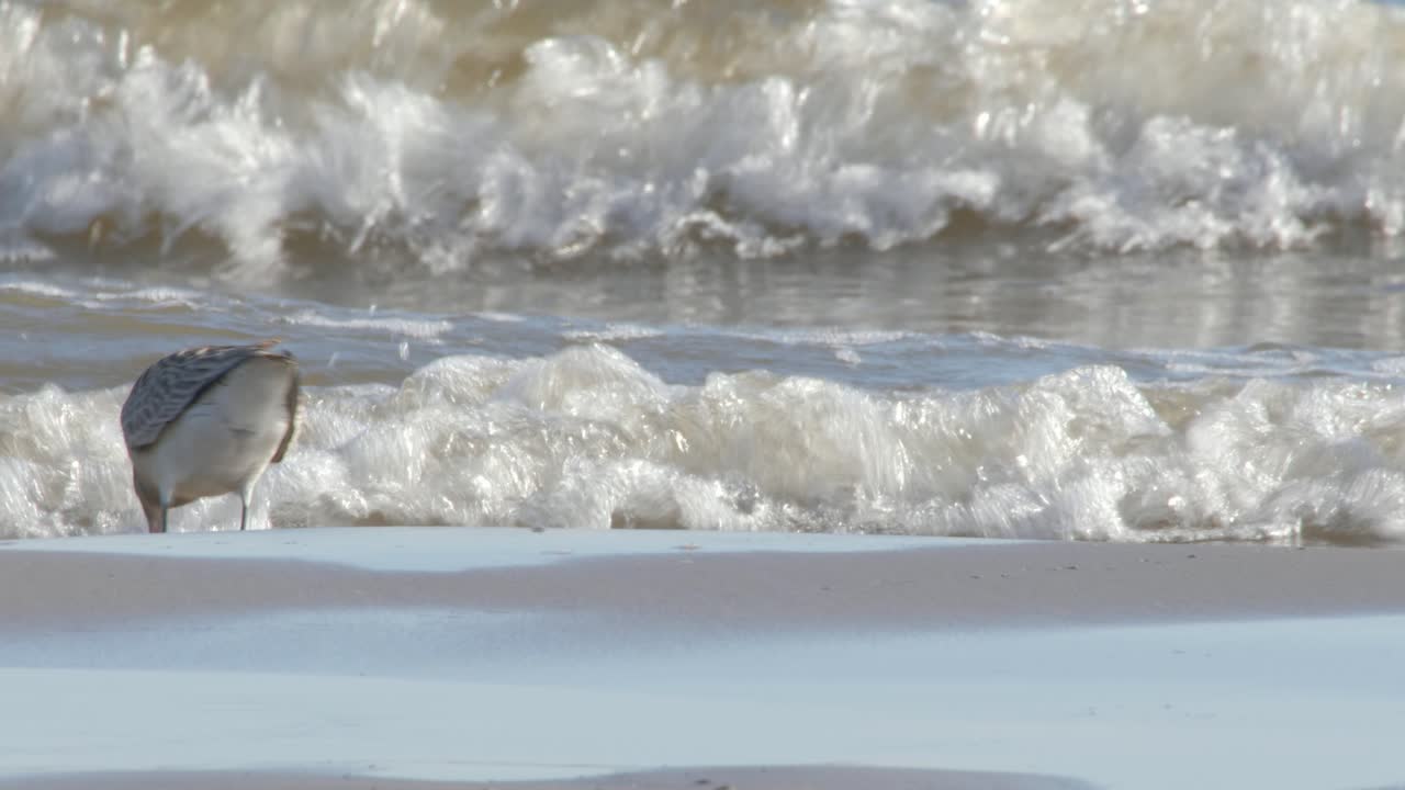 Three Bar-tailed godwit bird enjoy searching food on the beach with intense wave splash to the shore - Close Up Shot